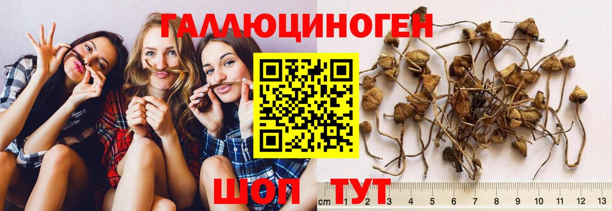 Муравленко  Псилоцибиновые грибы MAGIC MUSHROOMS  Вход с VPN 